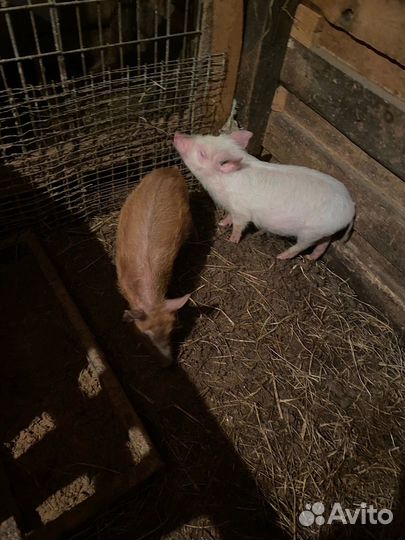 Продам двух боровков