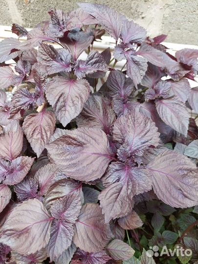 Перилла саженцы