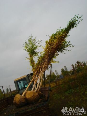 Продаю березы