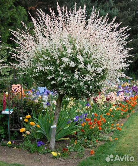 Ива хакуро нишики на штамбе