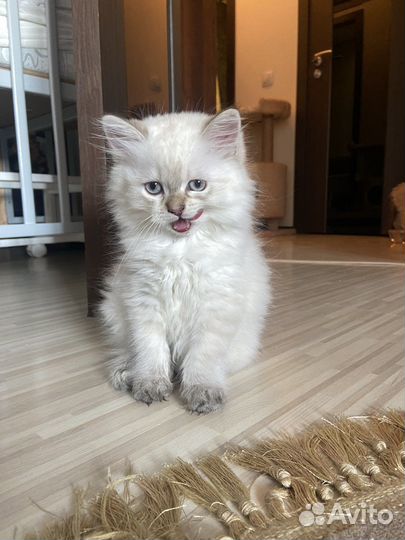 Скотиш фолд -шотландские вислоухие кошки