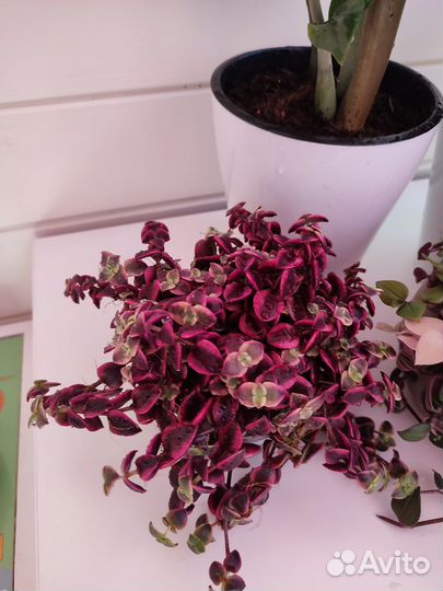 Комнатные растения Замиокулькас Бегония