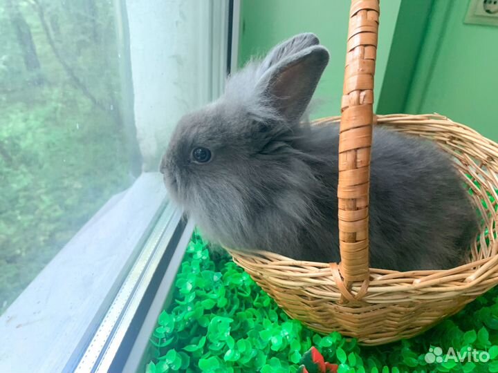 Карликовый кролик - Мега мини