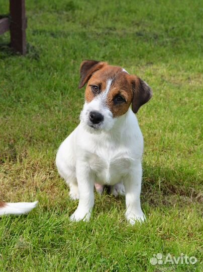 Щенок джек рассел терьера