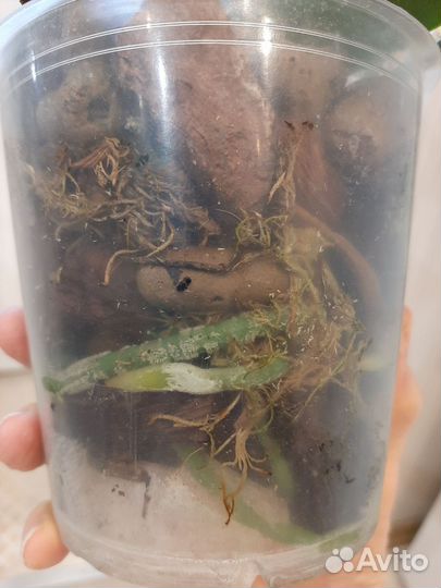 Орхидея фаленопсис Чармер