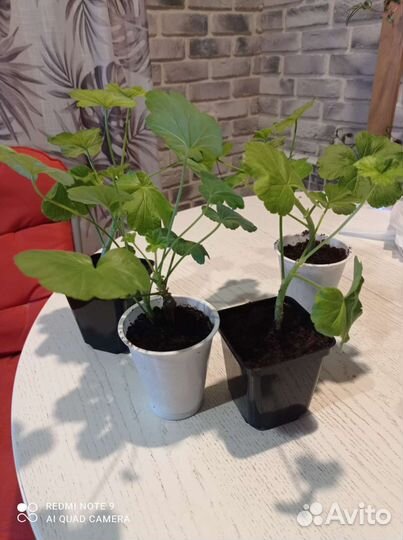 Герань (озелените балкон)