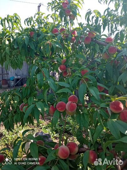 Саженцы персика, некторина и юкки,бадана,хосты