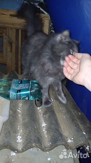 Кошки бесплатно