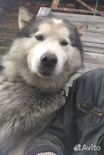 Маламут вязка Кармаскалы