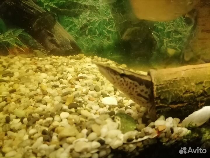 Макрагнатус - аквариумная рыа