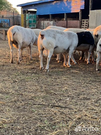 Переярки шарале тексель