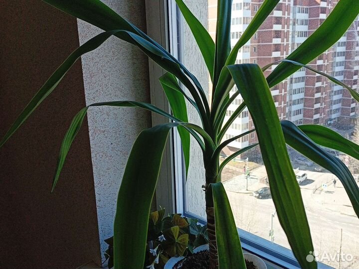 Юкка, кислица, бегония