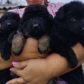 овчарка черная Купить недорого собаку или щенка🐕 в Тульской