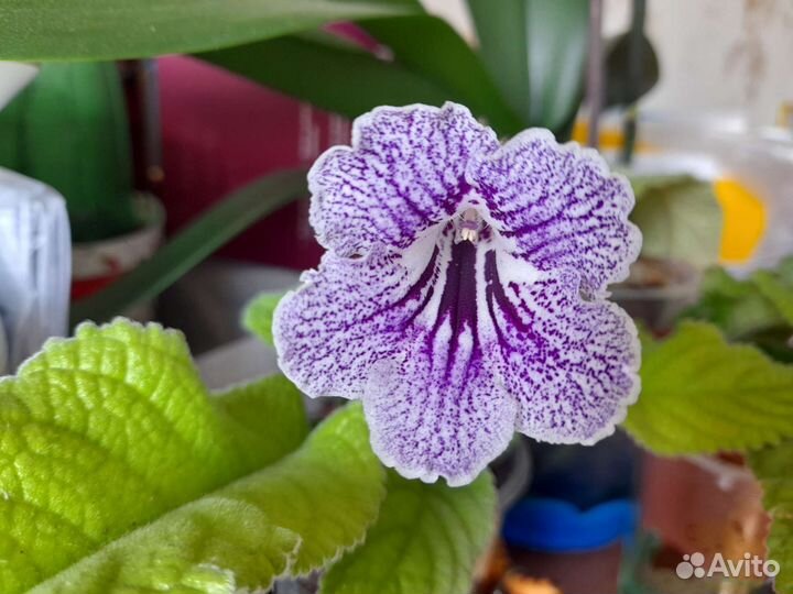 Стрептокарпус