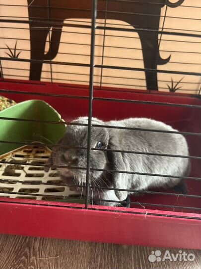 Декоративные карликовые кролики