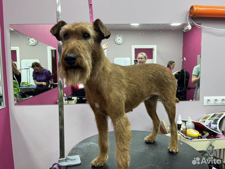 Груминг собак и кошек