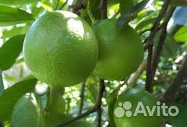 Лайм мексиканский