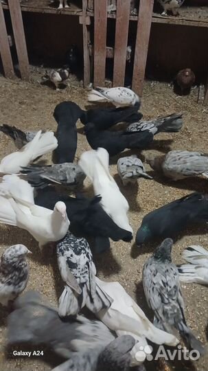Продажа бакинских голубей
