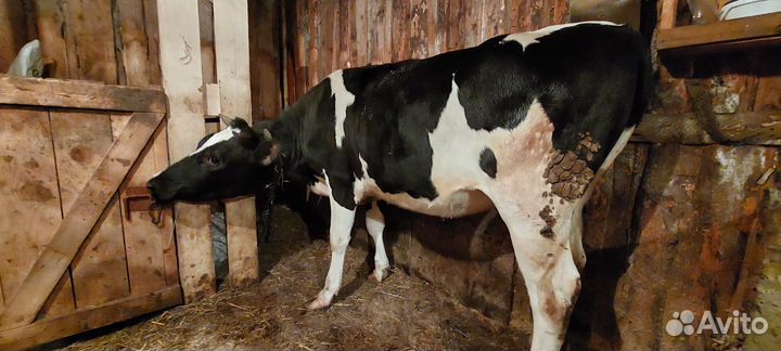 Телка 1.5 года