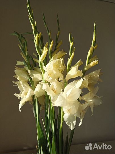 Гладиолусы луковицы