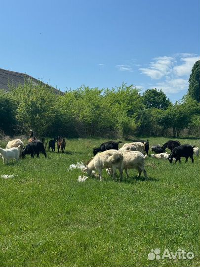 Козы козочки козлята