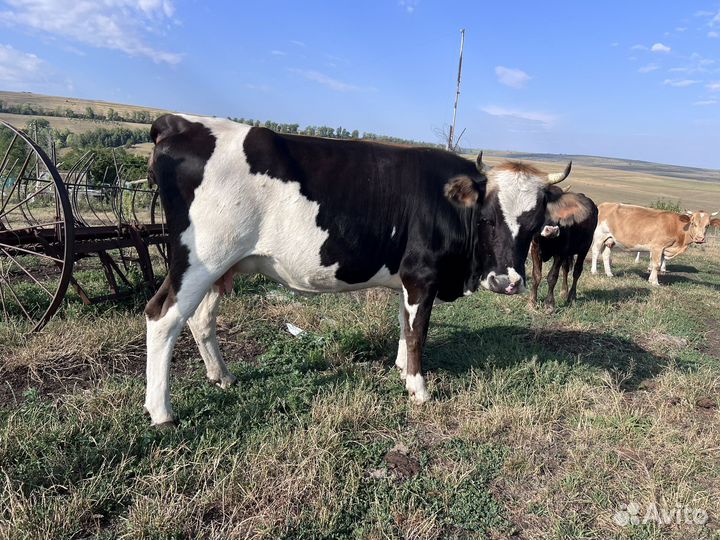 Корова с теленком бычок