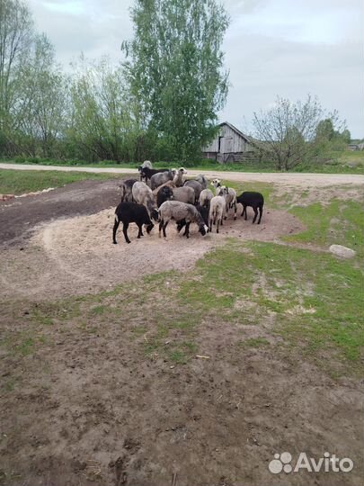 Овцы бараны ягнята романовские на разведение