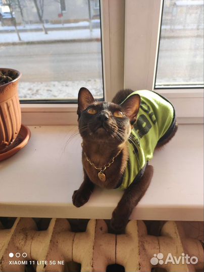 Котята европейской бурмы