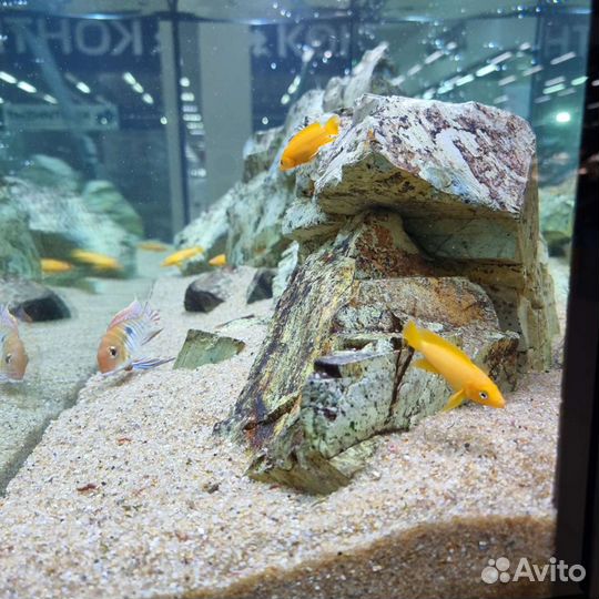 Аквариумы, оформление, обслуживание, рыбки