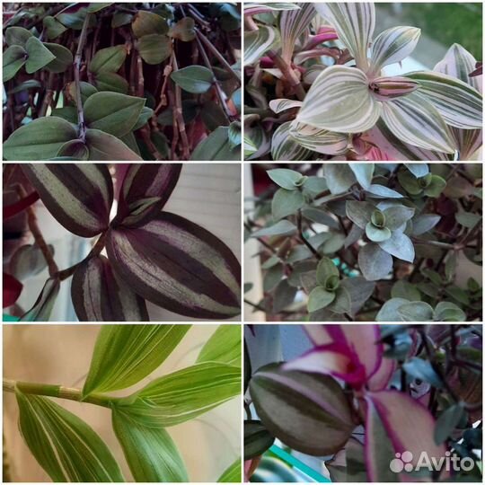 Традесканция