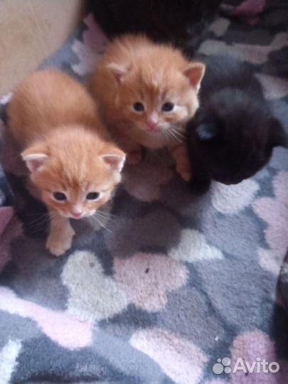 Котята