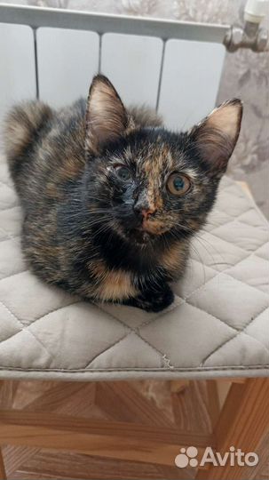 Кошки