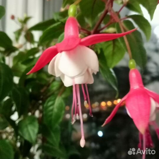 Фуксия сортовая