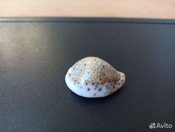 Морская раковина