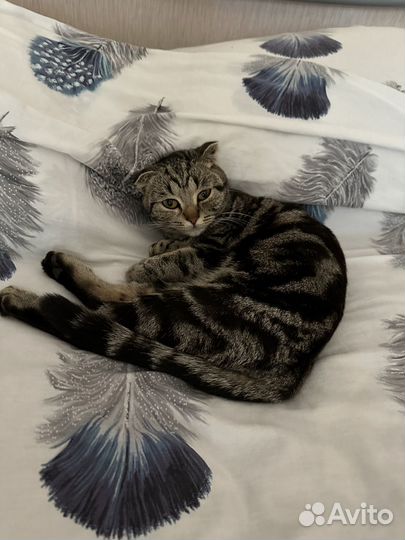 Кошка в дар