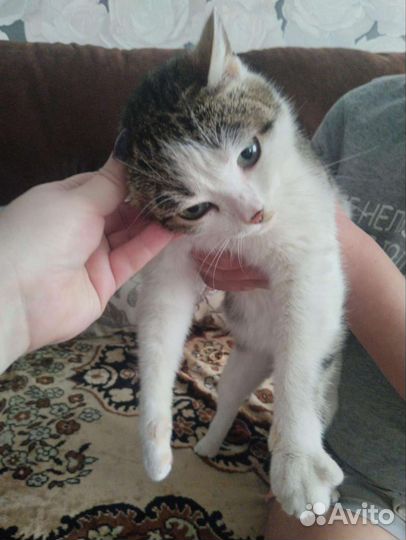 Кошечка в добрые руки