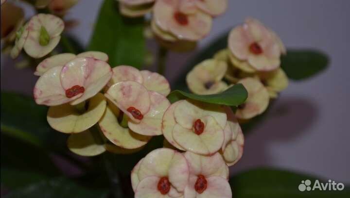 Молочай миля зефир макси