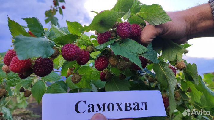 Ремонтантная малина
