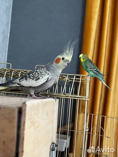 Волнистый попугай и попугай Корела