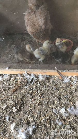 Цыплята и куры брама