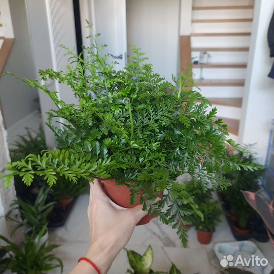 Папоротник комнатный Асплениум Парвати