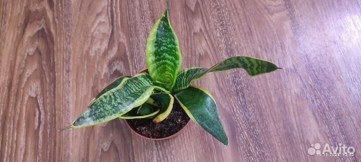 Сансевиерия