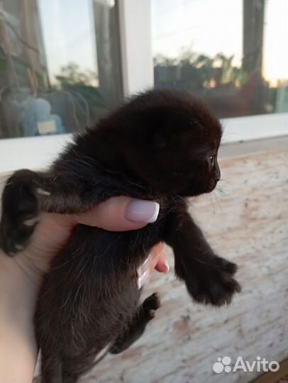 Британские котята