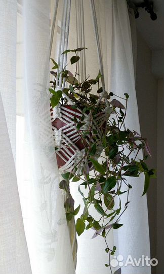 Комнатные цветы традесканция в кашпо макраме