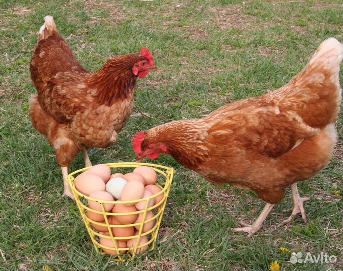 Куры молодки несушки