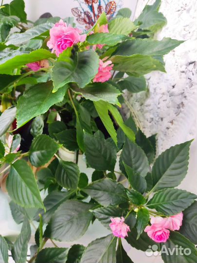 Бальзамин махровый