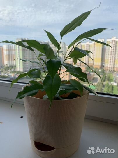 Фикус Бенджамина