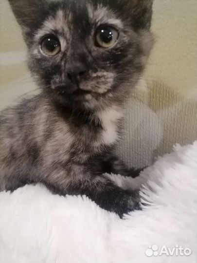 Котенок девочка необычного окраса 3 месяца