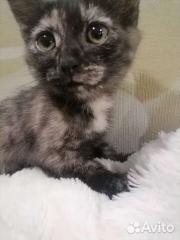Котенок девочка необычного окраса 3 месяца