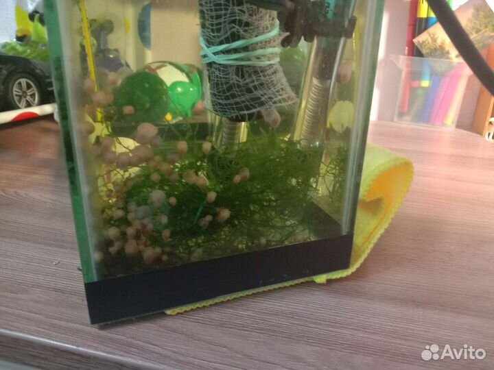 Улитки ампулярии